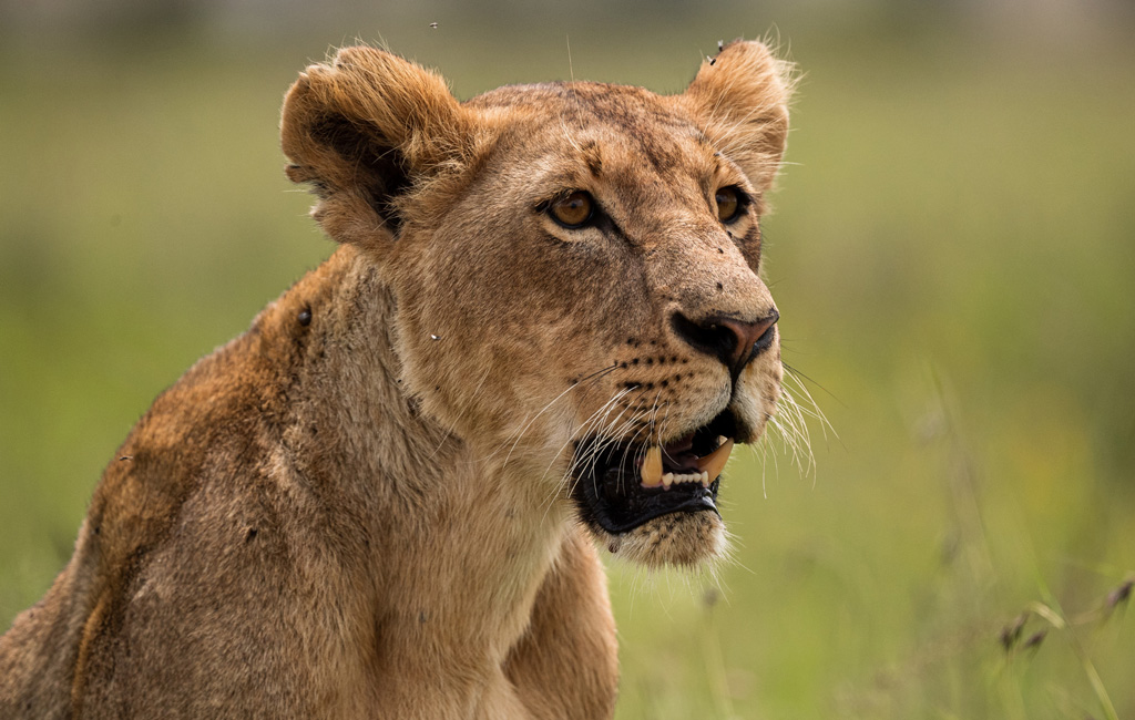 Lion in Nairobi National Park
