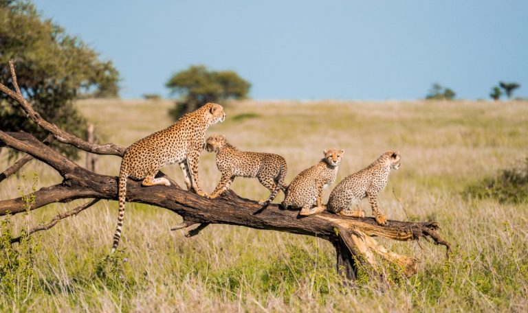 15 Days Best of East Africa Safari (Uganda, Kenya & Tanzania)