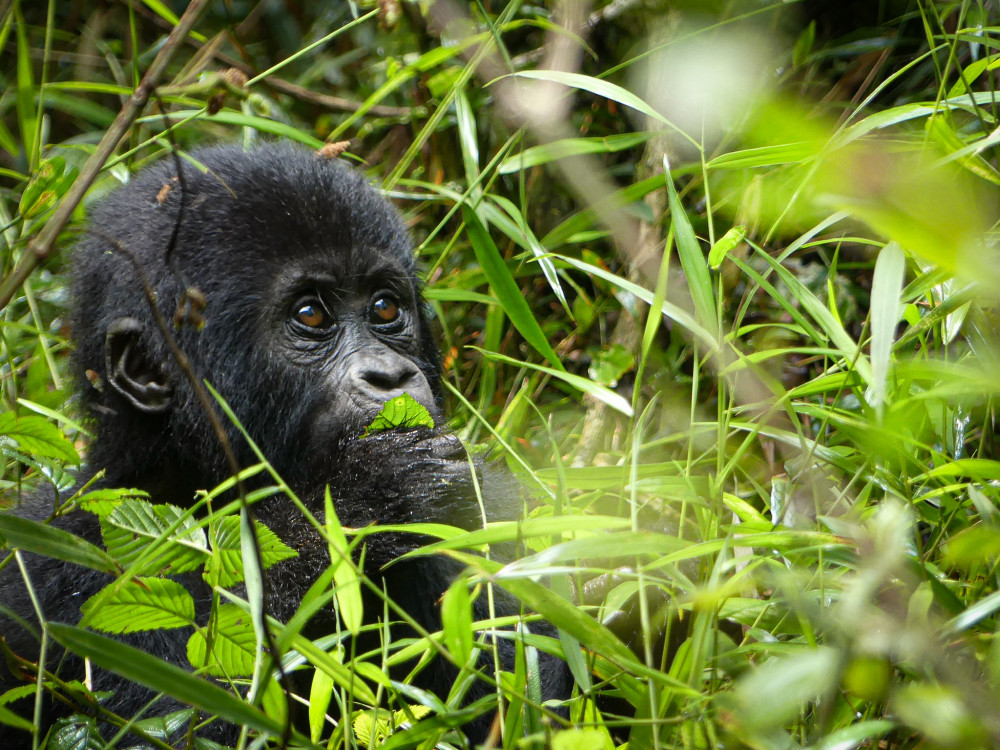 Baby Gorilla - Uganda