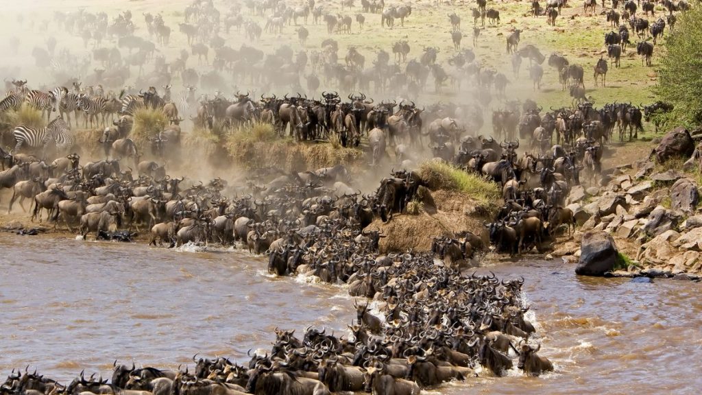 Great Migration-Mara