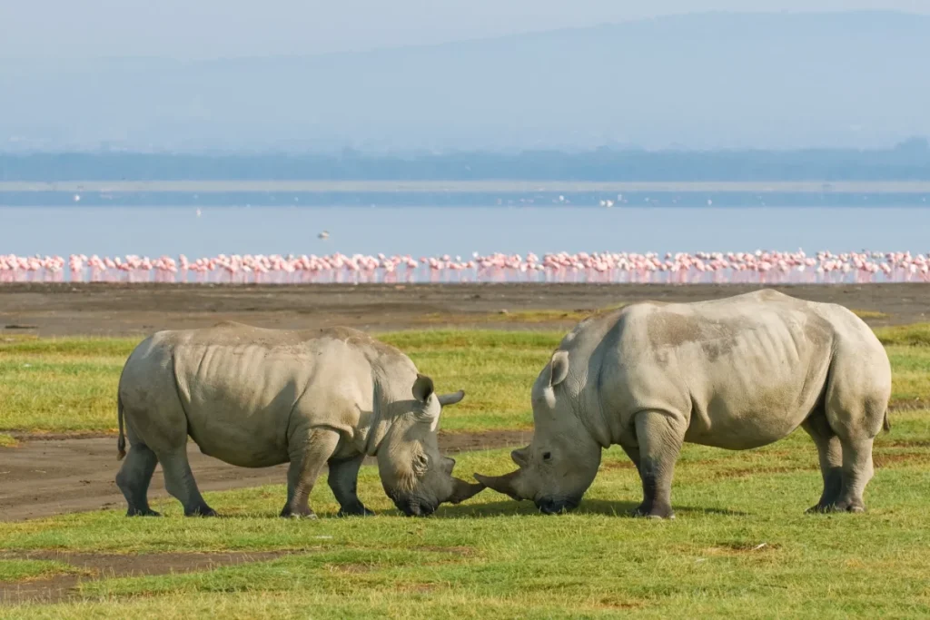 Lake Nakuru National Park