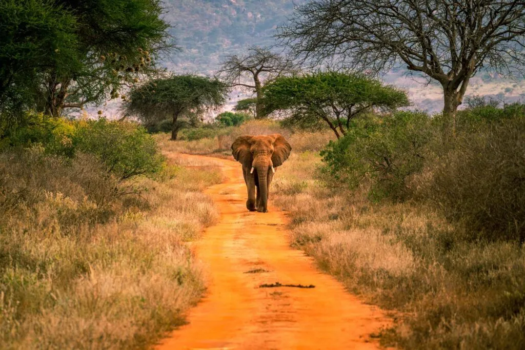 Tsavo West National Park