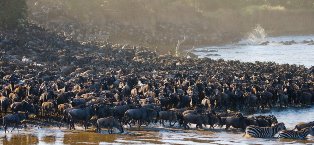Wildebeest Migration River Crossing
