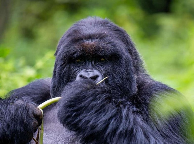3 Days Gorilla Trekking Bwindi safari package