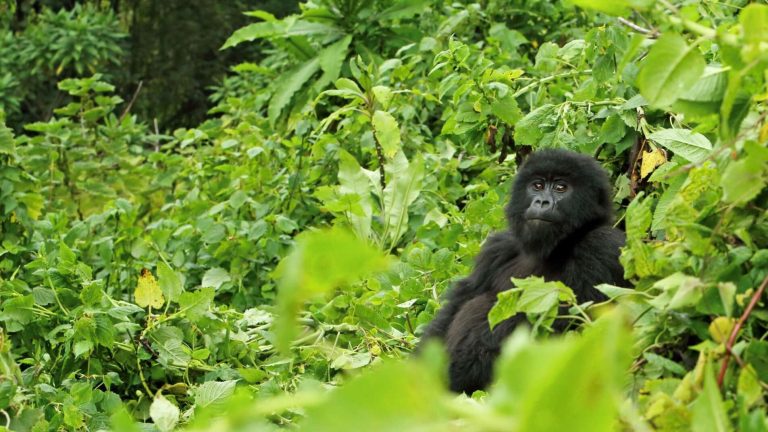 3 Days Rwanda Gorilla Safari