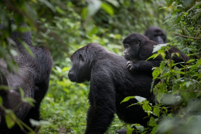 5 Days Luxury Gorilla Trekking Rwanda Safari