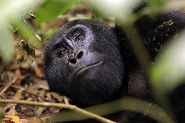 8 Days Uganda Rwanda Safari - Gorillas & Wildlife