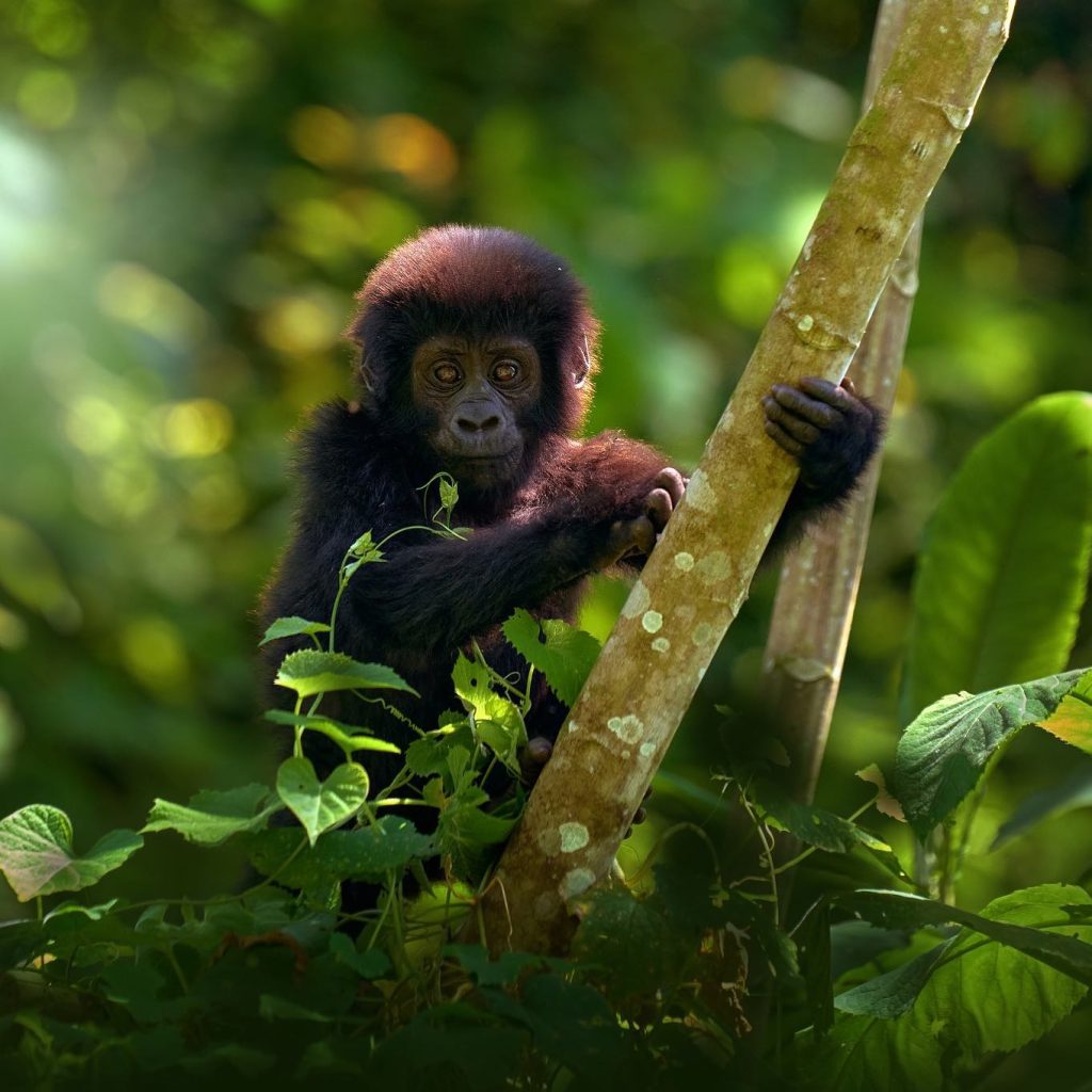 Baby gorilla in Bwindi