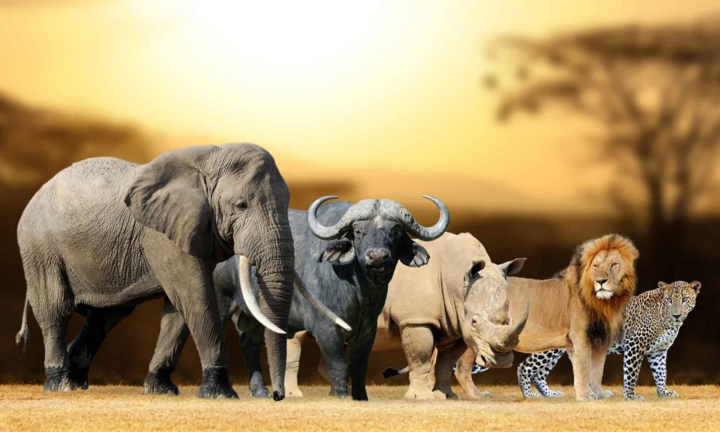 Big Five Animals Africa - Lion-Elephant-Buffalo-Rhino-Leopard