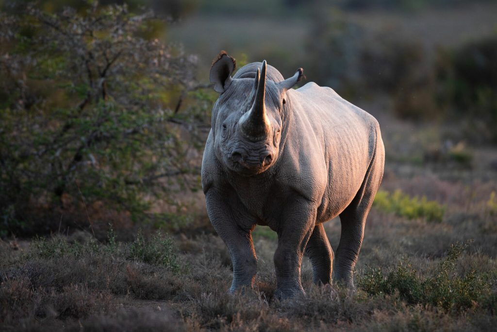 Black rhino