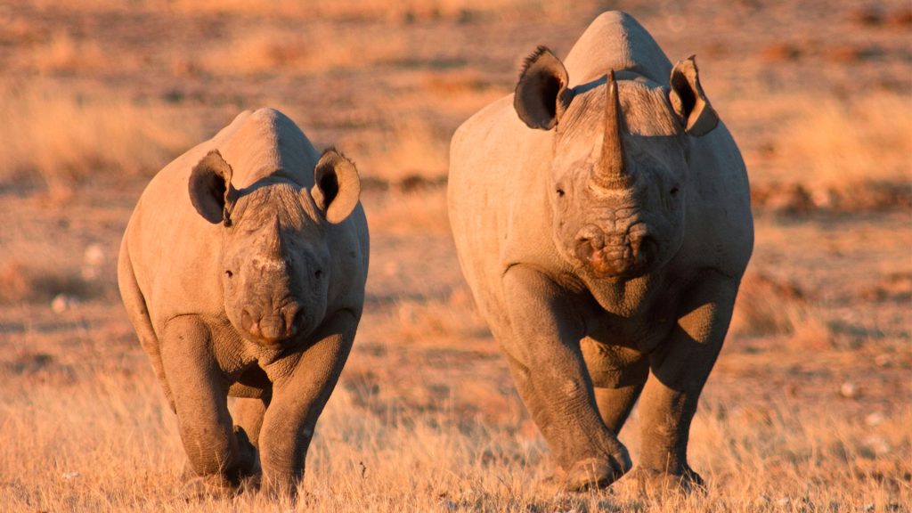 Black rhino in Etosha National Park