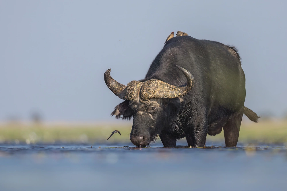 Buffalo