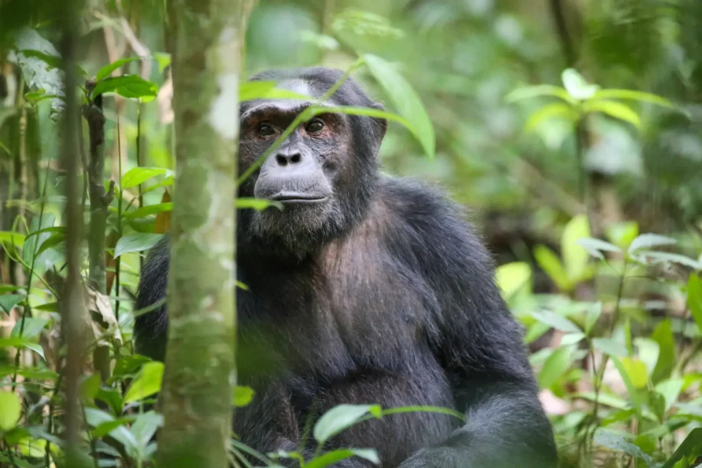 Chimpanzee Trekking & Chimp Safaris
