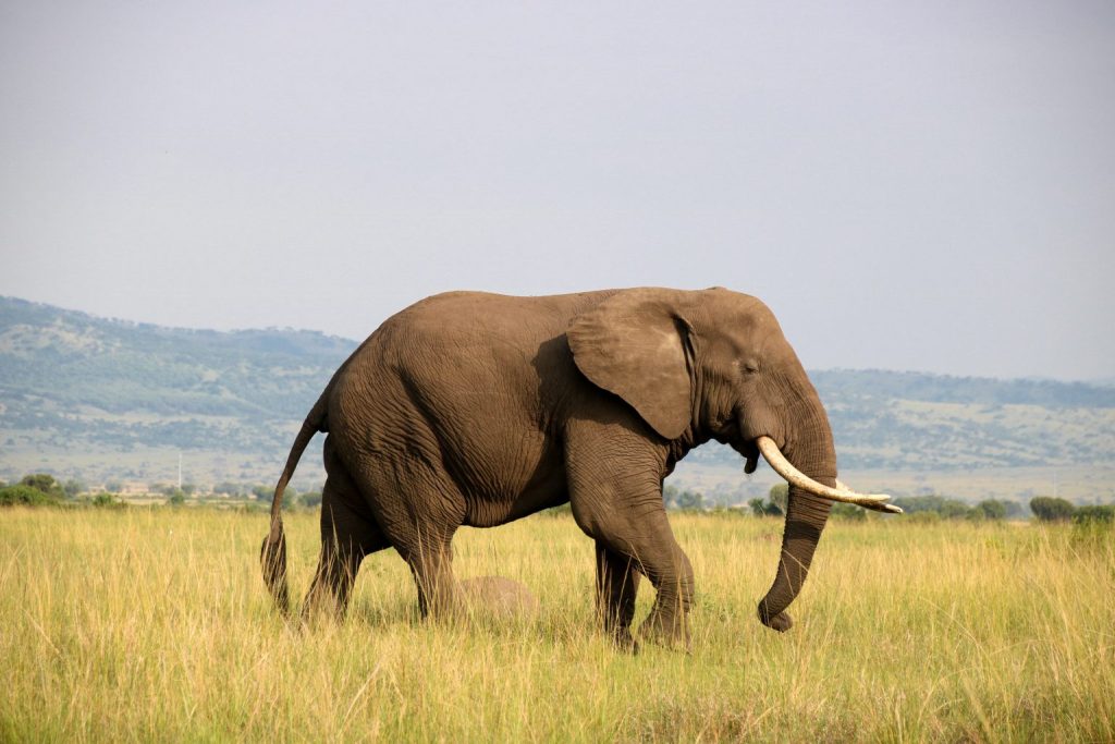 Elephant