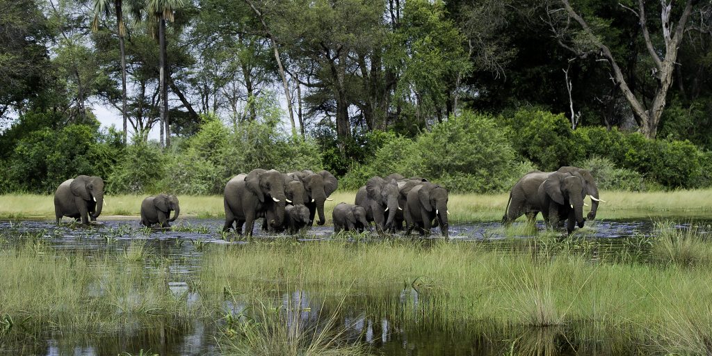 Elephants in the Okavango Delta