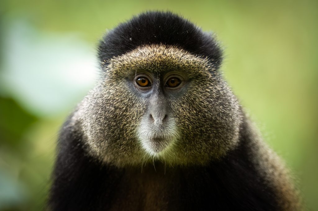 Golden Monkey in Volcanoes - Rwanda