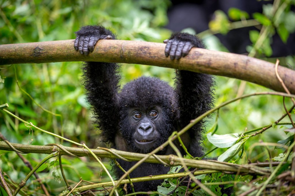 Gorilla Trekking Rwanda vs Uganda