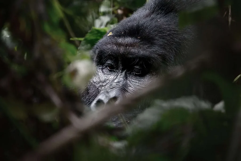 Gorilla Trekking in Africa