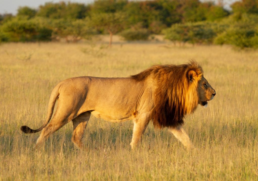 Lion