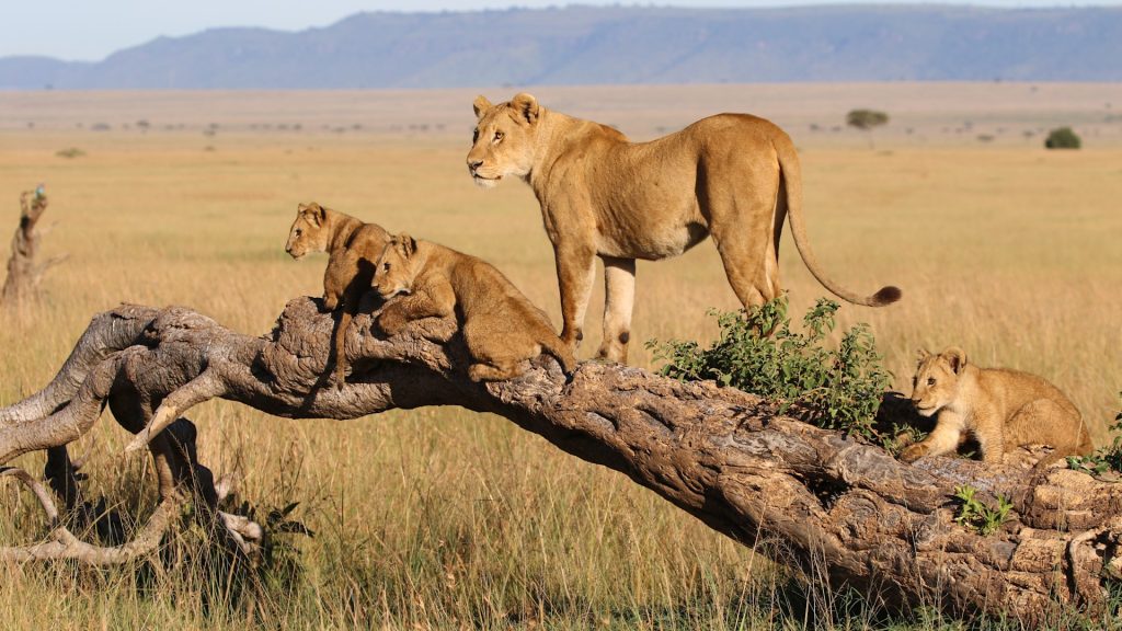 Lion playtime in Serengeti