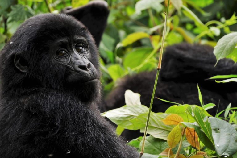 Rwanda and Kenya Safari - Gorilla Trekking & Wildebeest Migration
