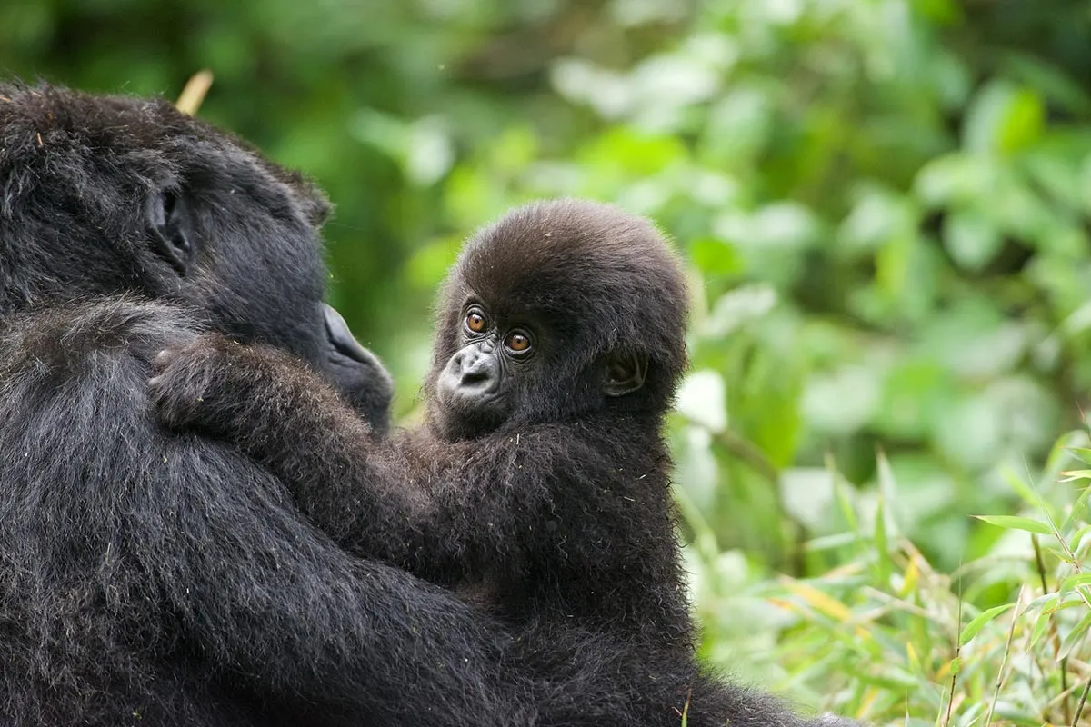 Rwanda gorilla