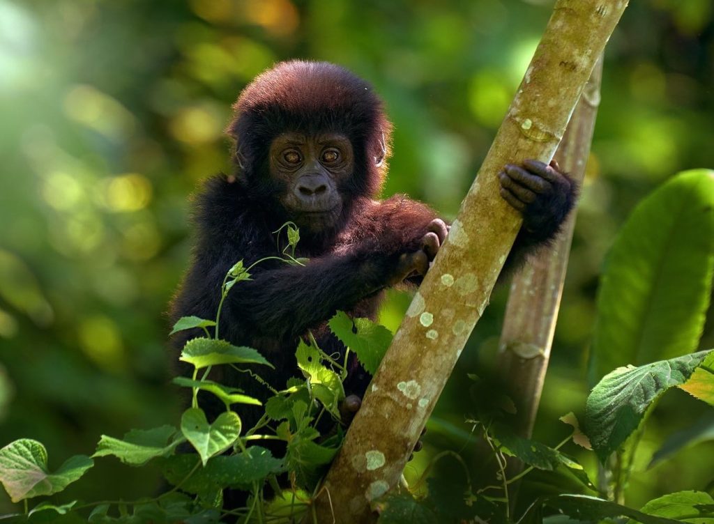 What To Pack For Gorilla Trekking