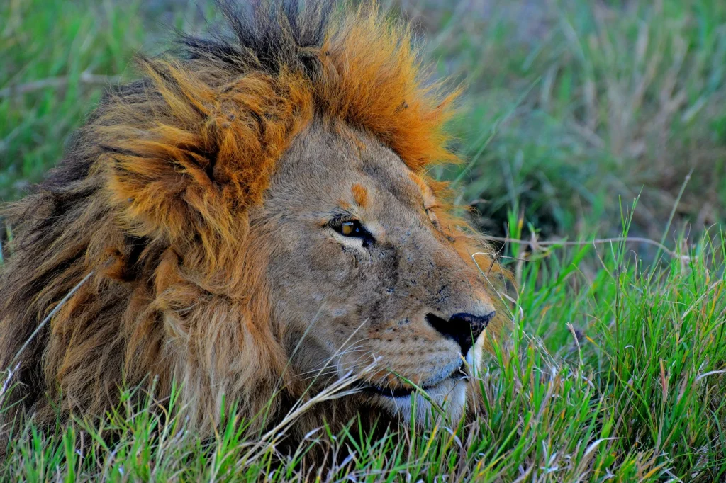 Where to see the big five in Africa