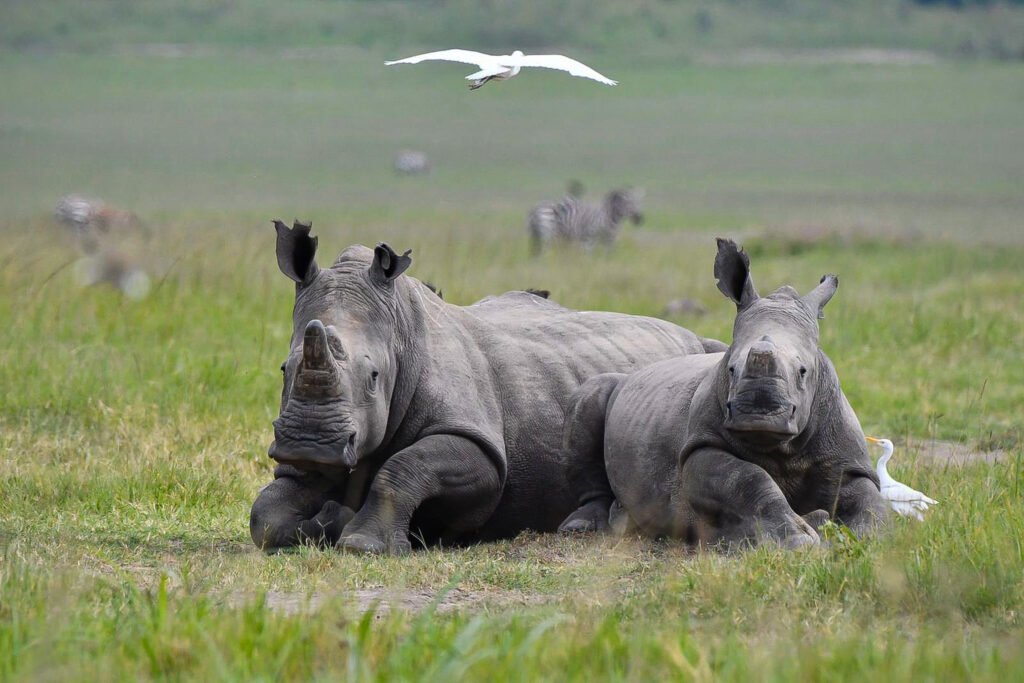 White rhinos in Akagera National Park