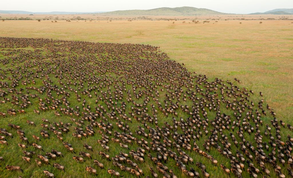 Wildebeest Migration Facts & Sightings