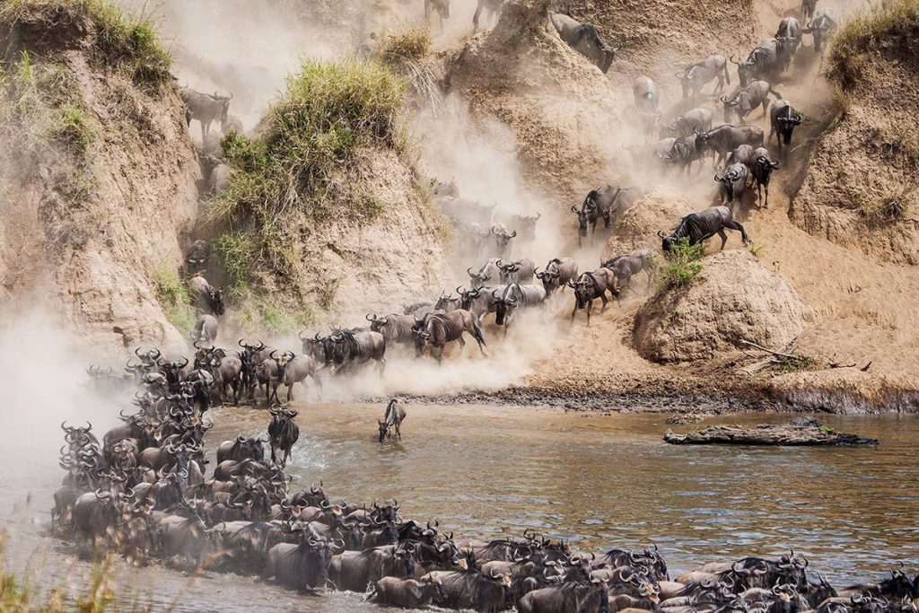 Wildebeest Migration - Mara river crossing
