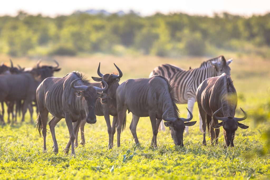 Wildebeest and zebra