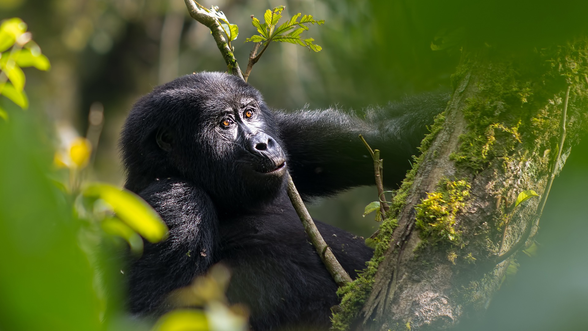 Bwindi Impenetrable National Park, Uganda