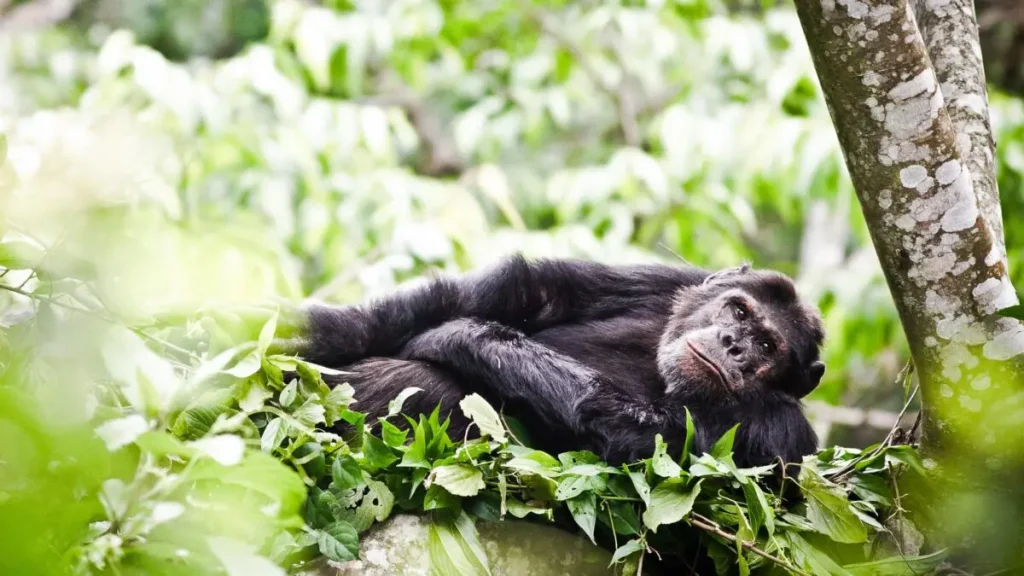 Chimp in Nyungwe