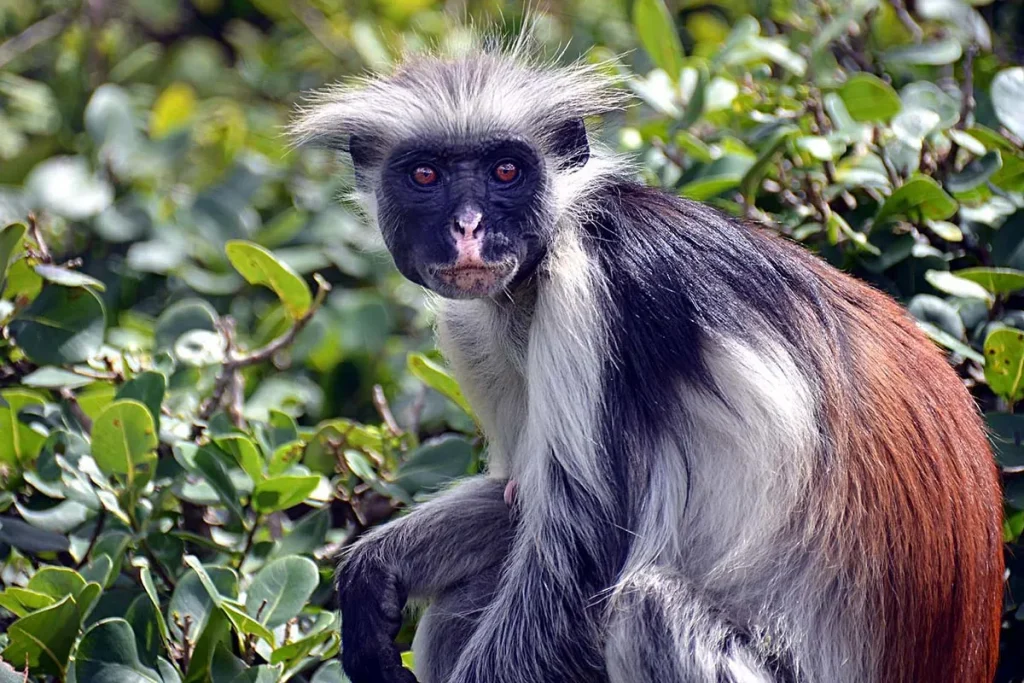 Red colobus monkey