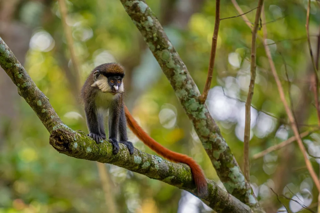Red tailed monkey in Bwindi