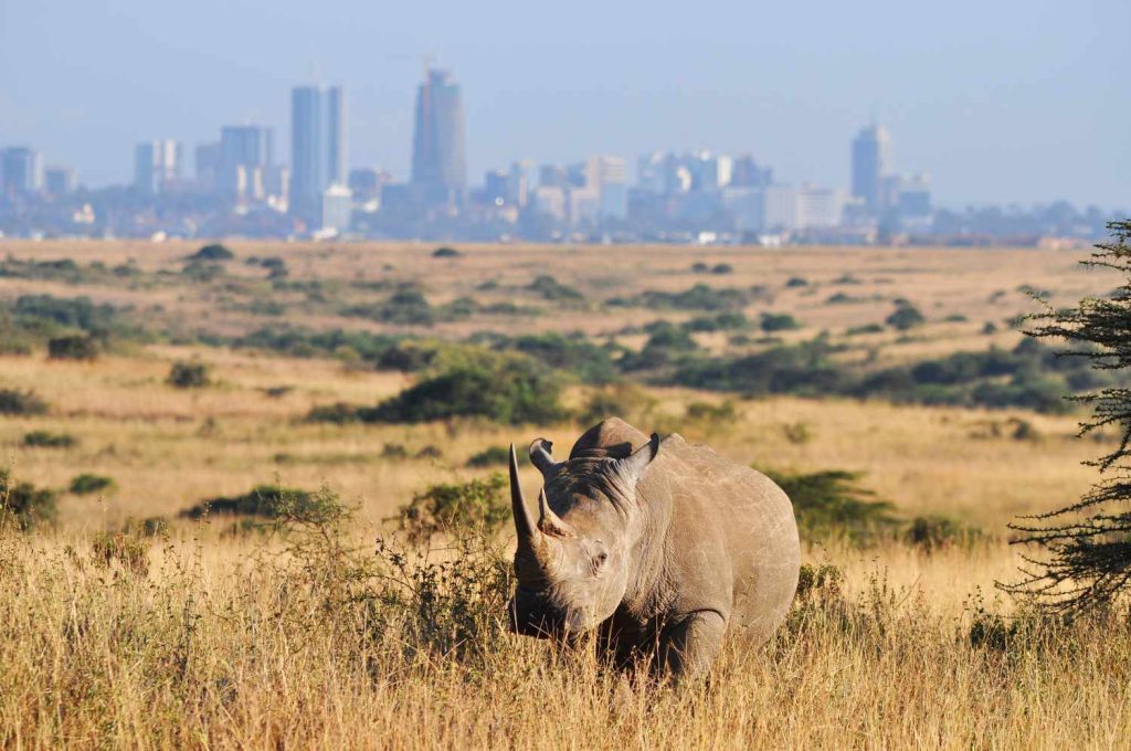 Rhino in Nairobi National Park