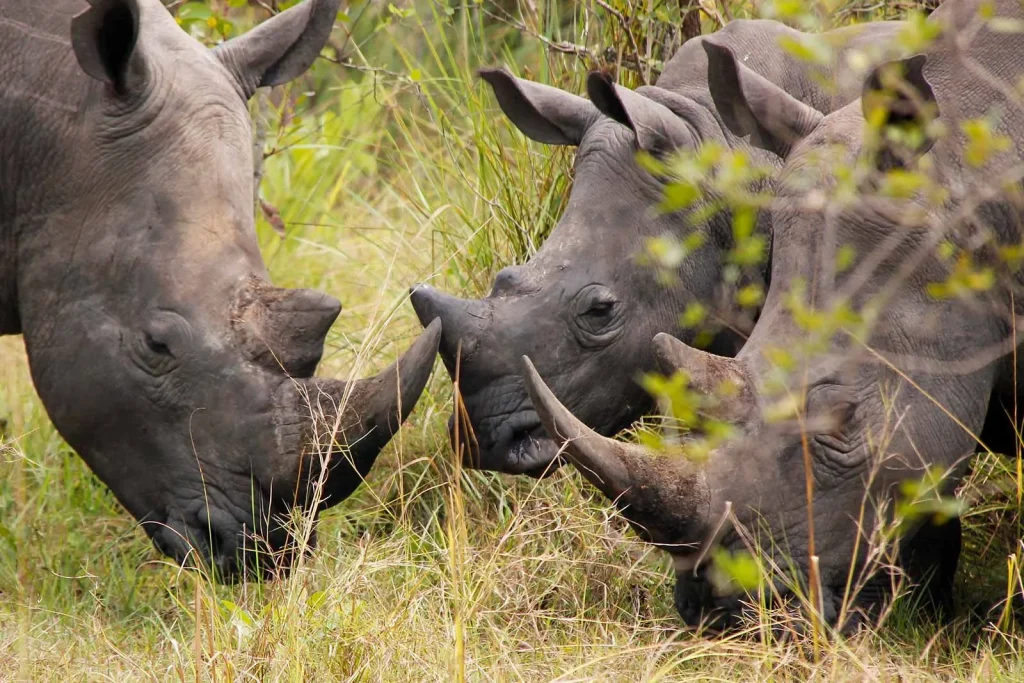 Rhinos in Ziwa