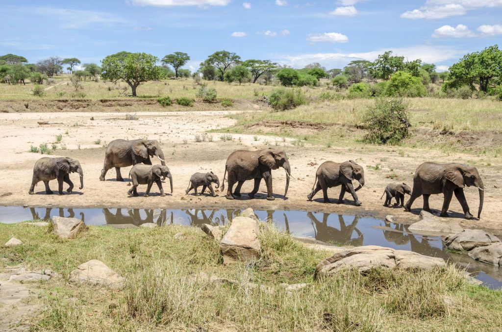 Herd of elephants walking by the water Tarangire National Park