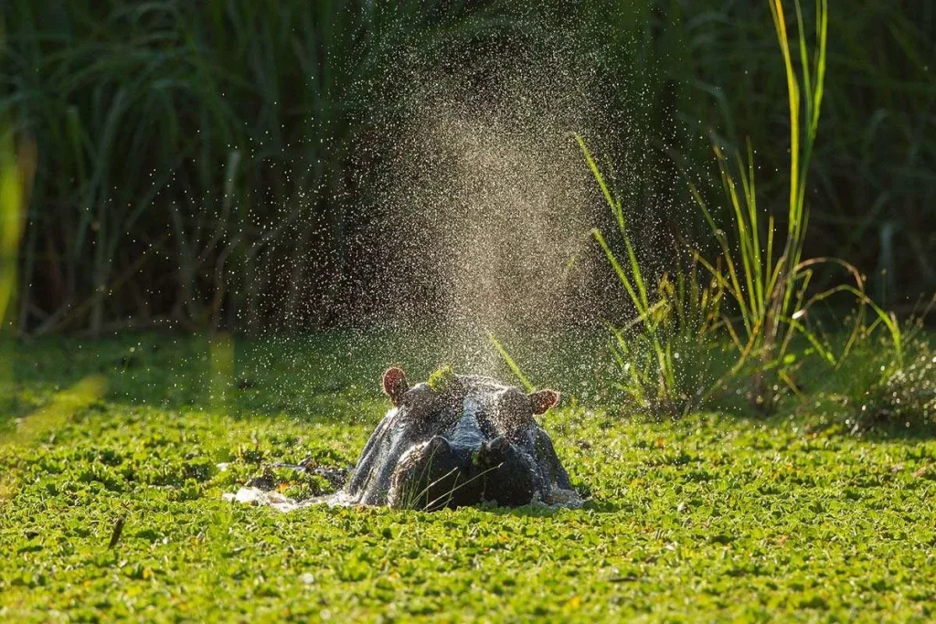 Hippo in Lake Mburo