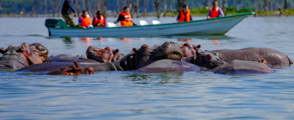 Hippos in Lake Naivasha