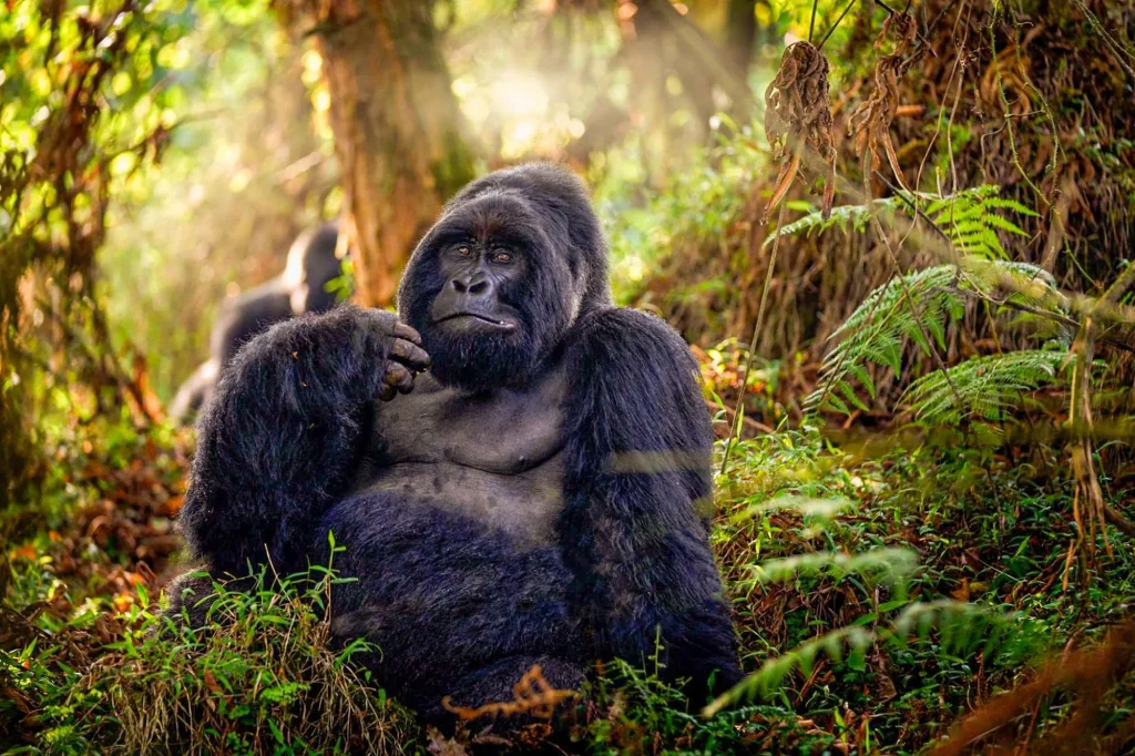 Nyakagezi silverback in Mgahinga Gorilla National Park