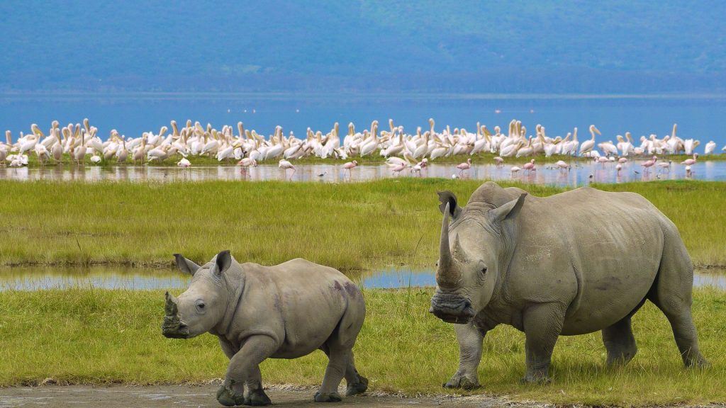 Rhinos in Lake Nakuru