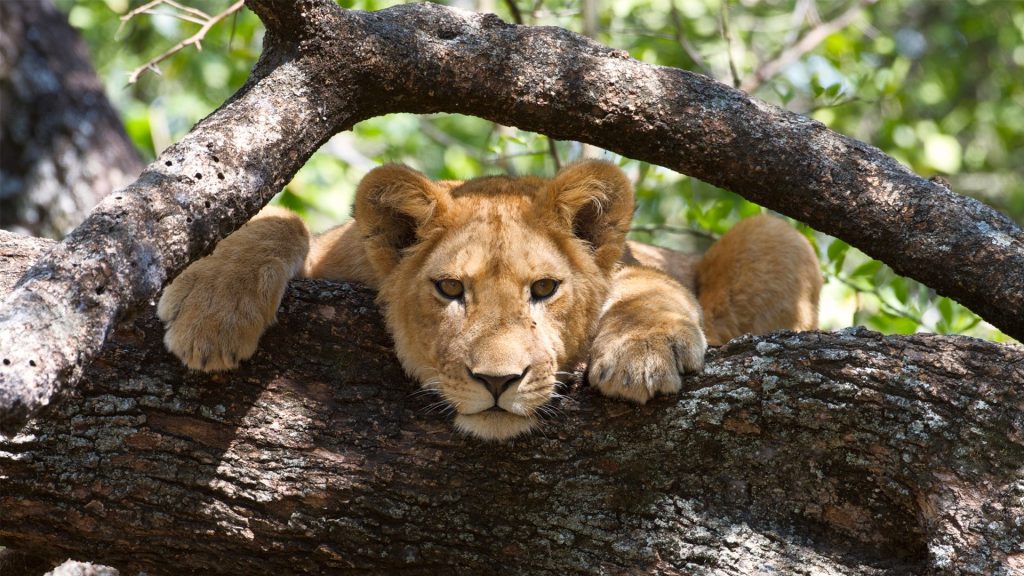 Tree climbing lion in Lake Manyara National Park