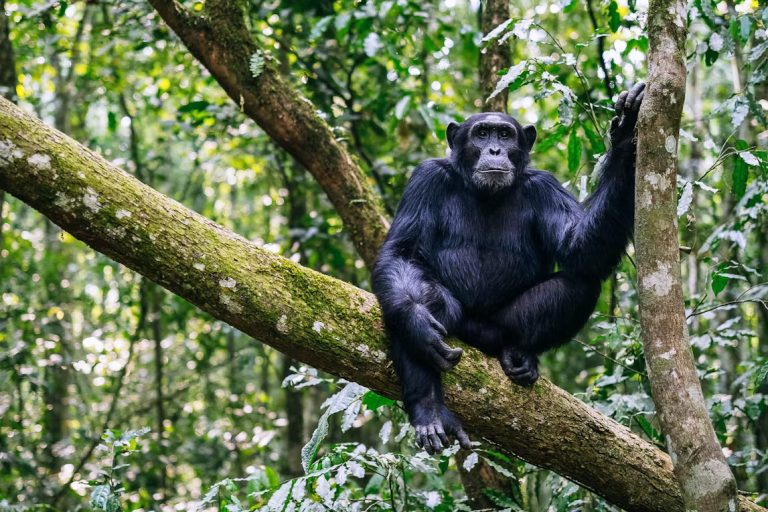 14 Days Uganda Safari - Wildlife, Gorillas & Chimps