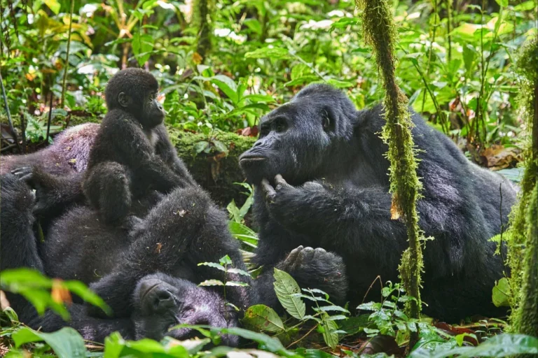 3 Days Gorilla Habituation Experience in Bwindi