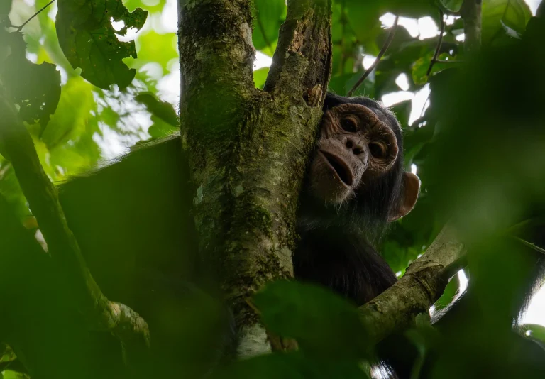 5 Days Murchison Falls Wildlife and Primate Safari
