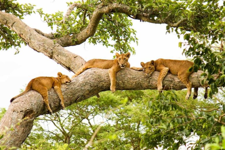 8-Day Uganda Safari - Primates & Wildlife