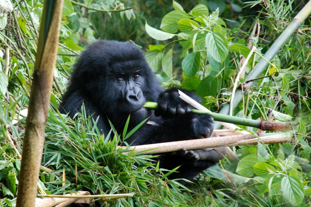 Cost of a safari in Uganda