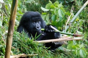 Cost of a safari in Uganda